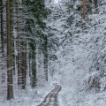 20160117-DSC_6035.jpg