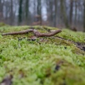 20160228-DSC_6131.jpg