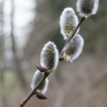 20160228-DSC_6140.jpg