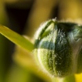 20130421_D90_DSC6642_.jpg