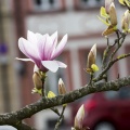 20160405_D724691_.jpg