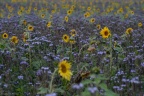 Sonnenblumen und Bienenweide - bei Neudrossenfeld - 10/2016